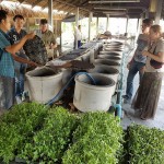 “Nhong Rahan Cheen” The Sample Farm Project under The Royal Development Study