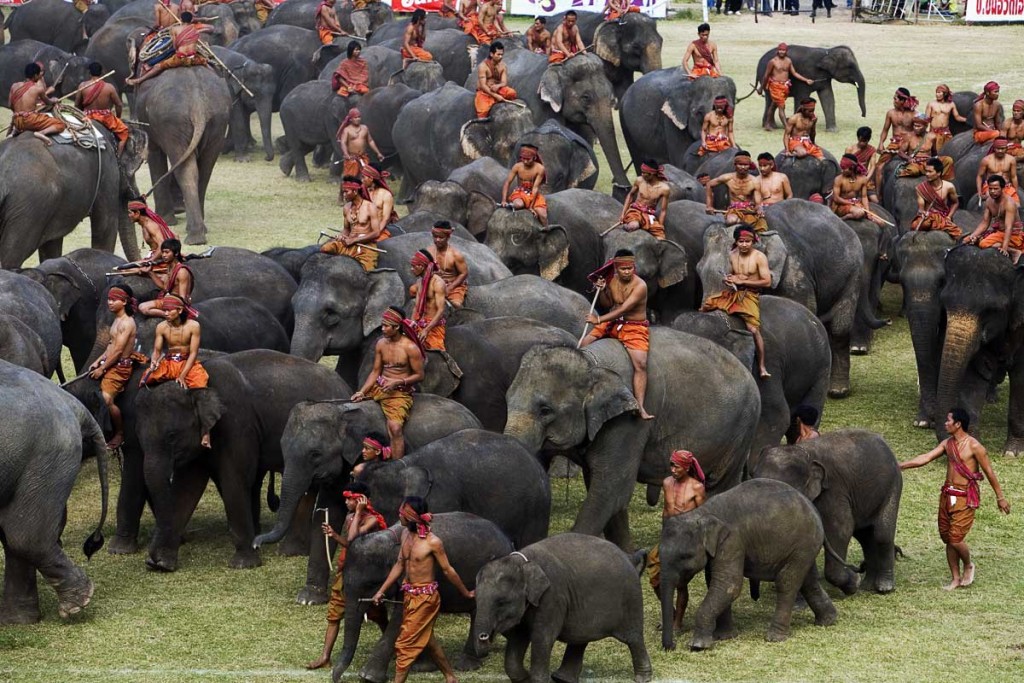 surin_elephant_festival_aaa33-2