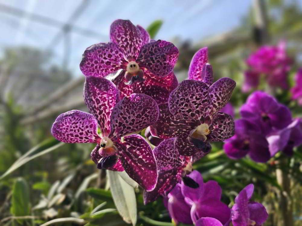 Orchid-farm-chiang-mai-Thailand-03