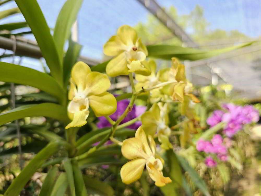 Orchid-farm-chiang-mai-Thailand-04