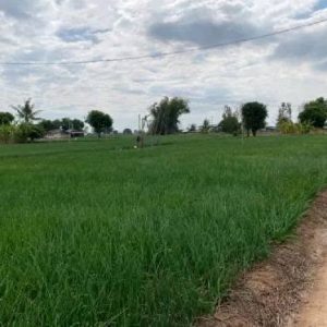 Agricultural fields in rural Sisaket