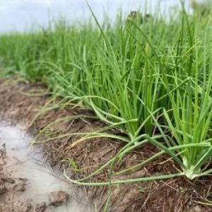 Red onion fields in Sisaket