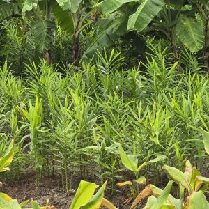 Medicinal plants in the herbal garden